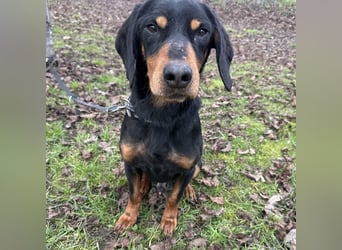 Tony ein trauriger Schatz