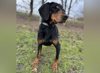 Tony ein trauriger Schatz