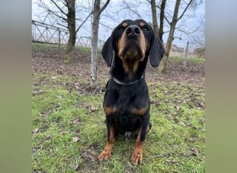 Tony ein trauriger Schatz