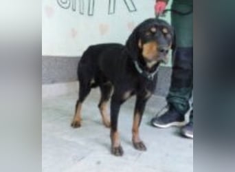 Yuho ein ruhiges gutmütiges tolles Wesen