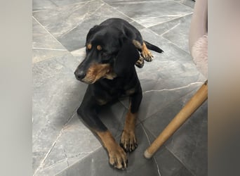 Yuha - absolut - Traumhund