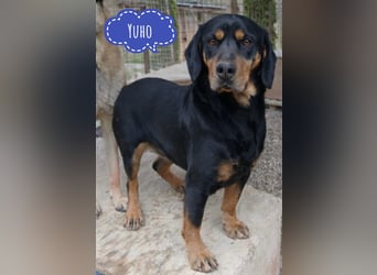 Yuho ein ruhiges gutmütiges tolles Wesen