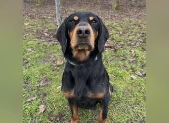 Tony ein trauriger Schatz