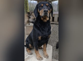 Yuho ein ruhiges gutmütiges tolles Wesen