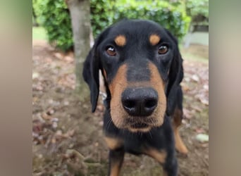 Tony ein trauriger Schatz