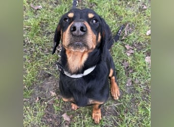 Tony ein trauriger Schatz