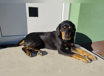 Yuha - absolut - Traumhund