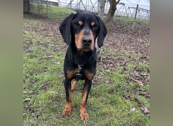 Tony ein trauriger Schatz