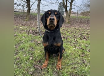 Tony ein trauriger Schatz