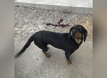 Yuha - absolut - Traumhund