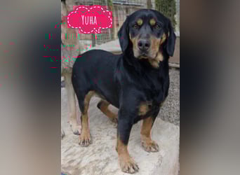 Yuha ein ruhiges gutmütiges tolles Wesen