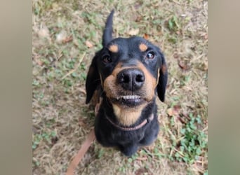 Tony ein trauriger Schatz