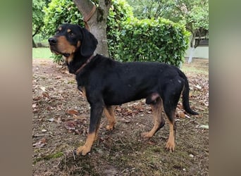 Tony ein trauriger Schatz