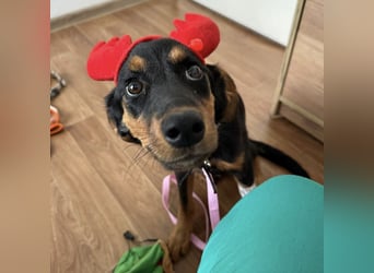 Chippie eine tapfere Maus Chippie eine tapfere Maus