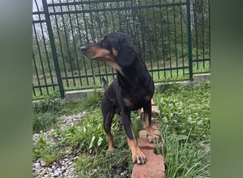 Yuha - absolut - Traumhund