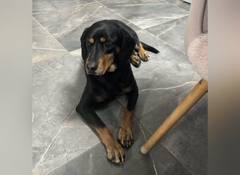 Yuha - absolut - Traumhund