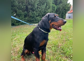 Luck ein Hund fürs Lieben