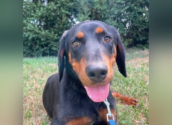 Luck ein Hund fürs Lieben
