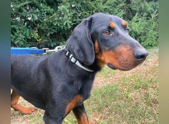 Luck ein Hund fürs Lieben