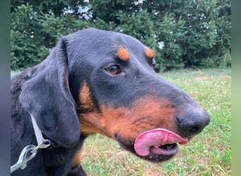 Luck ein Hund fürs Lieben