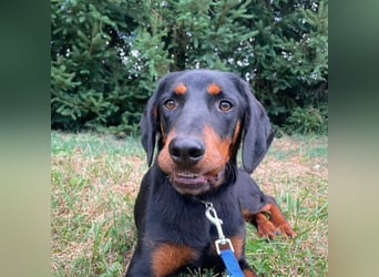 Luck ein Hund fürs Lieben