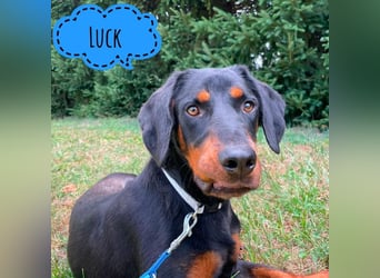 Luck ein Hund fürs Lieben