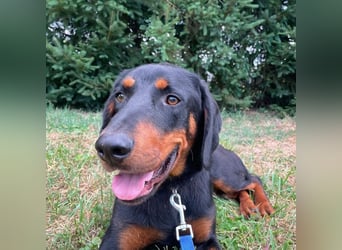 Luck ein Hund fürs Lieben