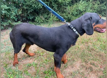Luck ein Hund fürs Lieben