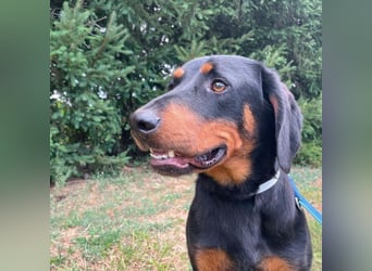 Luck ein Hund fürs Lieben