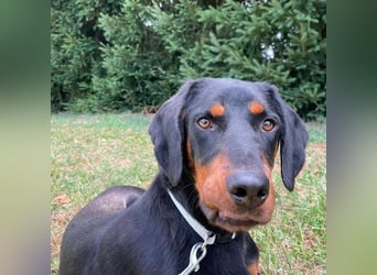 Luck ein Hund fürs Lieben