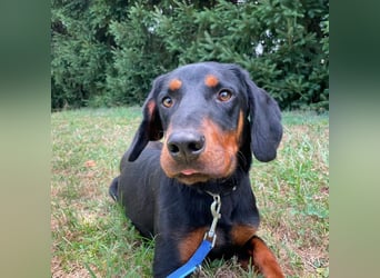 Luck ein Hund fürs Lieben