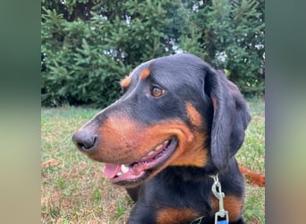 Luck ein Hund fürs Lieben