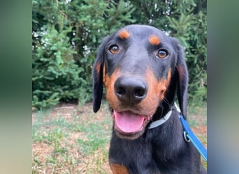 Luck ein Hund fürs Lieben