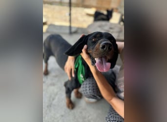 Bracken-Jungrüde Vigo - lieb, verschmust, sozial, Familienhund