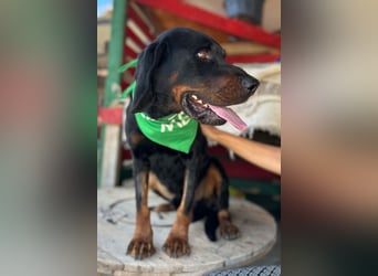 Bracken-Jungrüde Vigo - lieb, verschmust, sozial, Familienhund