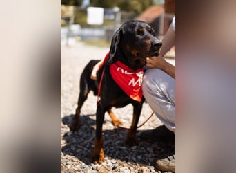 Bracken-Jungrüde Vigo - lieb, verschmust, sozial, Familienhund
