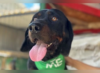 Bracken-Jungrüde ♥ Vigo ♥ lieb, verschmust, sozial, Familienhund