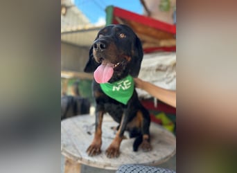 Bracken-Jungrüde Vigo - lieb, verschmust, sozial, Familienhund