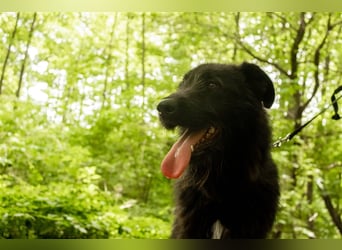 Slowakischer Rauhbart Mischling Nero