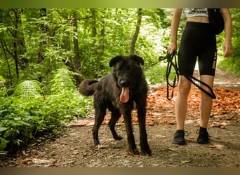 Slowakischer Rauhbart Mischling Nero