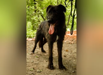 Slowakischer Rauhbart Mischling Nero