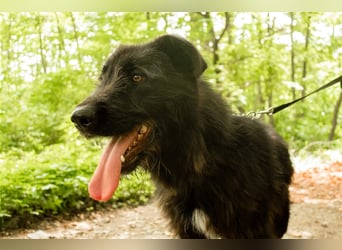 Slowakischer Rauhbart Mischling Nero