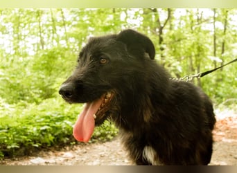 Slowakischer Rauhbart Mischling Nero