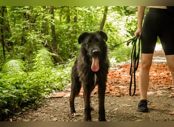 Slowakischer Rauhbart Mischling Nero