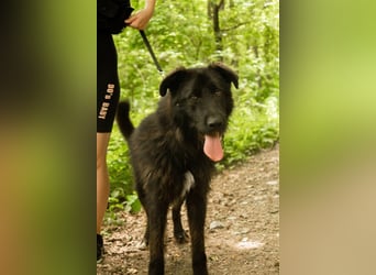 Slowakischer Rauhbart Mischling Nero