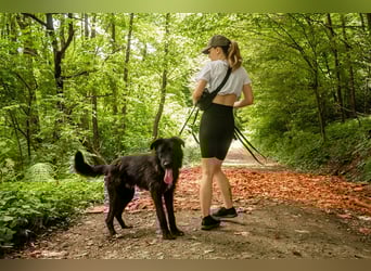 Slowakischer Rauhbart Mischling Nero