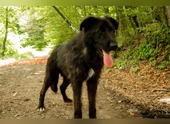 Slowakischer Rauhbart Mischling Nero