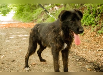 Slowakischer Rauhbart Mischling Nero