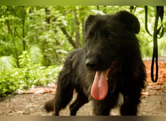 Slowakischer Rauhbart Mischling Nero