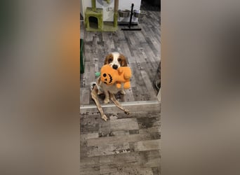 Wir sagen ihm: "Ervik, ein Hund muss tapfer sein, hör auf zu weinen."